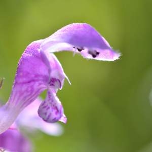 Photographie n°2145262 du taxon Lamium maculatum (L.) L. [1763]