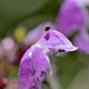 Photographie n°2145265 du taxon Lamium maculatum (L.) L. [1763]