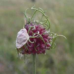 Photographie n°2145324 du taxon Allium vineale L. [1753]