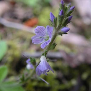 Photographie n°2145327 du taxon Veronica officinalis L. [1753]