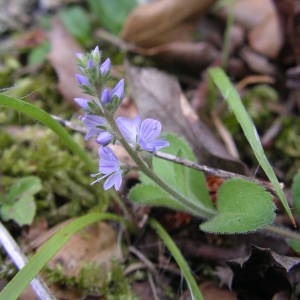 Photographie n°2145328 du taxon Veronica officinalis L. [1753]