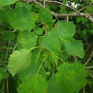 Photographie n°2145350 du taxon Populus tremula L. [1753]