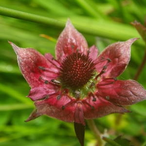 Photographie n°2145355 du taxon Comarum palustre L. [1753]