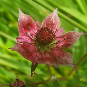 Photographie n°2145356 du taxon Comarum palustre L. [1753]