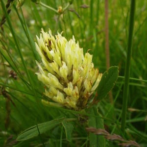 Photographie n°2145360 du taxon Trifolium ochroleucon Huds. [1762]