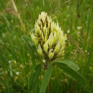 Photographie n°2145361 du taxon Trifolium ochroleucon Huds. [1762]