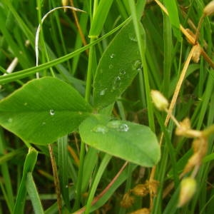 Photographie n°2145362 du taxon Trifolium ochroleucon Huds. [1762]