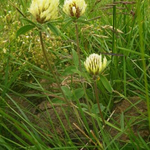 Photographie n°2145363 du taxon Trifolium ochroleucon Huds. [1762]