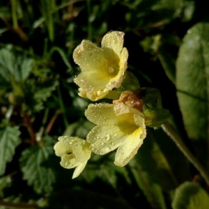 Photographie n°2145381 du taxon Primula elatior (L.) Hill [1765]