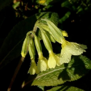 Photographie n°2145384 du taxon Primula elatior (L.) Hill [1765]