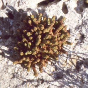 Photographie n°2145391 du taxon Valantia muralis L. [1753]