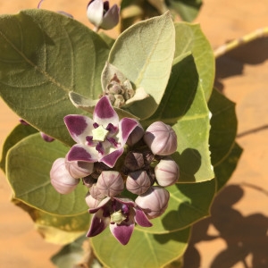 Photographie n°2145393 du taxon Calotropis procera (Aiton) W.T. Aiton