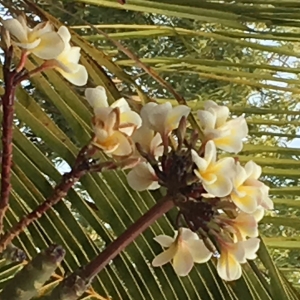Plumeria alba L.
