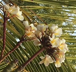 Liliane Roubaudi, le 26 février 2018 (Sénégal)