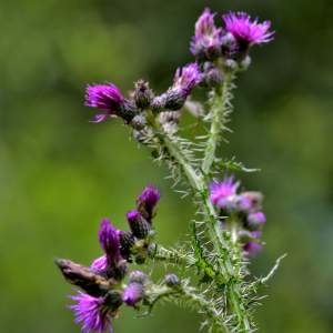 Photographie n°2145465 du taxon Cirsium palustre (L.) Scop. [1772]