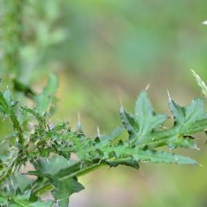 Photographie n°2145466 du taxon Cirsium palustre (L.) Scop. [1772]