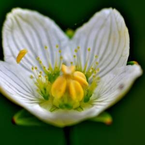 Photographie n°2145508 du taxon Parnassia palustris L. [1753]