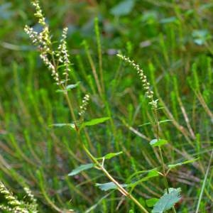 Photographie n°2145512 du taxon Teucrium scorodonia L. [1753]