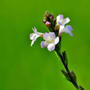 Photographie n°2145557 du taxon Verbena officinalis L. [1753]