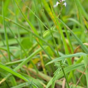 Photographie n°2145558 du taxon Verbena officinalis L. [1753]