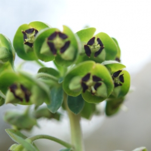 Photographie n°2145580 du taxon Euphorbia characias L. [1753]