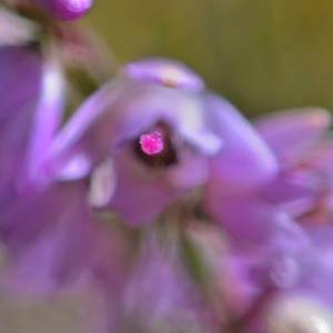 Photographie n°2145618 du taxon Calluna vulgaris (L.) Hull