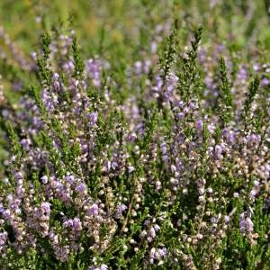 Photographie n°2145624 du taxon Calluna vulgaris (L.) Hull