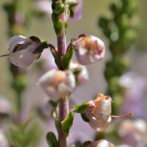 Photographie n°2145625 du taxon Calluna vulgaris (L.) Hull