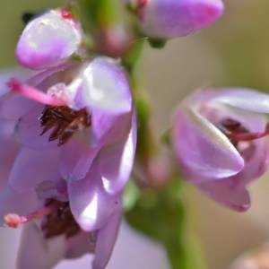 Photographie n°2145627 du taxon Calluna vulgaris (L.) Hull