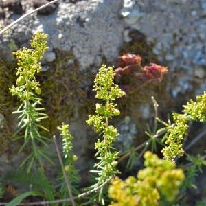 Photographie n°2145629 du taxon Galium verum f. verum 