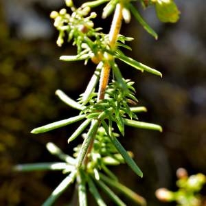 Photographie n°2145631 du taxon Galium verum f. verum 