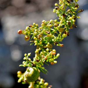 Photographie n°2145632 du taxon Galium verum f. verum 