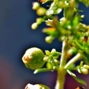 Photographie n°2145633 du taxon Galium verum f. verum 