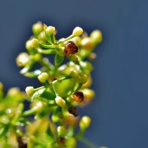 Photographie n°2145634 du taxon Galium verum f. verum 