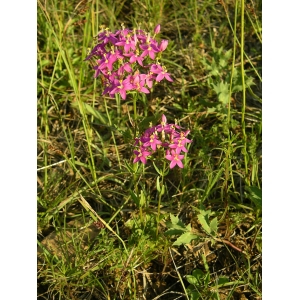 Erythraea centaurium subsp. major (Hoffmanns. & Link) Rouy (Grande Petite-centaurée)