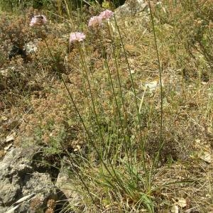 Photographie n°2145668 du taxon Armeria arenaria (Pers.) Schult. [1820]