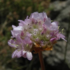 Photographie n°2145669 du taxon Armeria arenaria (Pers.) Schult. [1820]