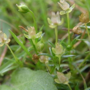 Photographie n°2145694 du taxon Sagina procumbens L. [1753]