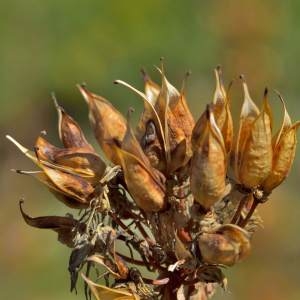 Photographie n°2145721 du taxon Galium verum f. verum 