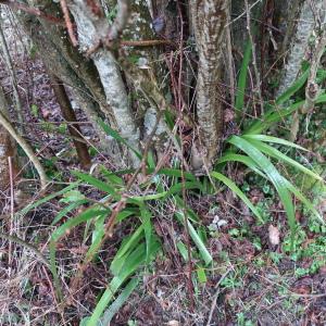 Photographie n°2145727 du taxon Iris foetidissima L. [1753]