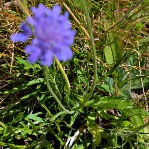 Photographie n°2145752 du taxon Knautia arvensis (L.) Coult. [1828]