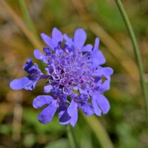 Photographie n°2145753 du taxon Knautia arvensis (L.) Coult. [1828]