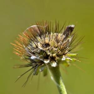 Photographie n°2145756 du taxon Knautia arvensis (L.) Coult. [1828]