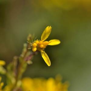 Photographie n°2145794 du taxon Solidago virgaurea subsp. rupicola (Rouy) Lambinon [1962]