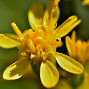  - Solidago virgaurea subsp. rupicola (Rouy) Lambinon [1962]