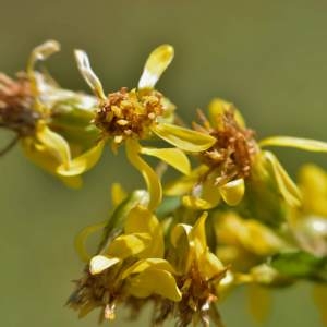 Photographie n°2145798 du taxon Solidago virgaurea subsp. rupicola (Rouy) Lambinon [1962]