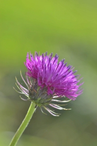 Jean Paul Saint Marc, le 28 août 2017 (Bilhères en Ossau (Montée sur le chemin du pic de lescuret))