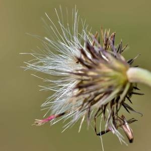 Photographie n°2145824 du taxon Carduus defloratus subsp. defloratus 