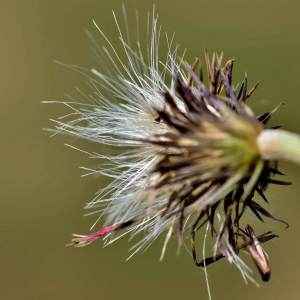 Photographie n°2145825 du taxon Carduus defloratus subsp. defloratus 