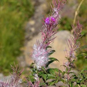 Photographie n°2146006 du taxon Epilobium angustifolium subsp. angustifolium 